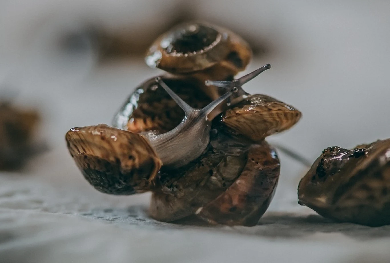 Ślimaki zniknęły z naturalnego środowiska po tym, jak ludzie sprowadzili na wyspy inne stworzenia żywiące się mięczakami.