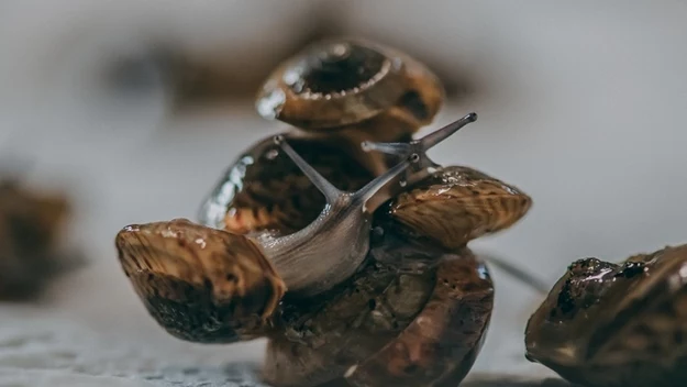 Ślimaki zniknęły z naturalnego środowiska po tym, jak ludzie sprowadzili na wyspy inne stworzenia żywiące się mięczakami.