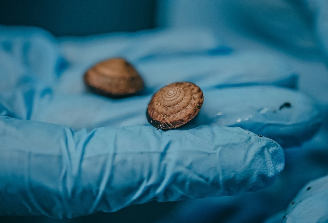 Księga wyróżnia siedem stopni zagrożenia wyginięciem: najmniejszej troski, bliskie zagrożenie, narażone, zagrożone, krytycznie zagrożone, wymarłe na wolności i wymarłe. Ślimaki z Bermudów otrzymały status krytycznie zagrożonych.