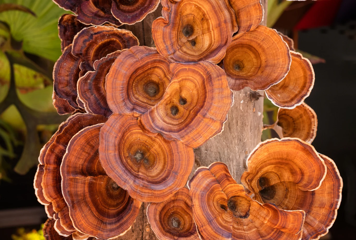  Reishi - mówi się, że używał go najstarszy człowiek w dziejach