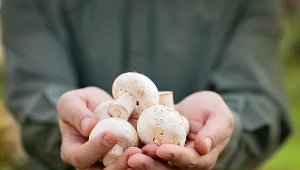 Ze względu na dużą zawartość witaminy D pieczarki są jej doskonałym źródłem