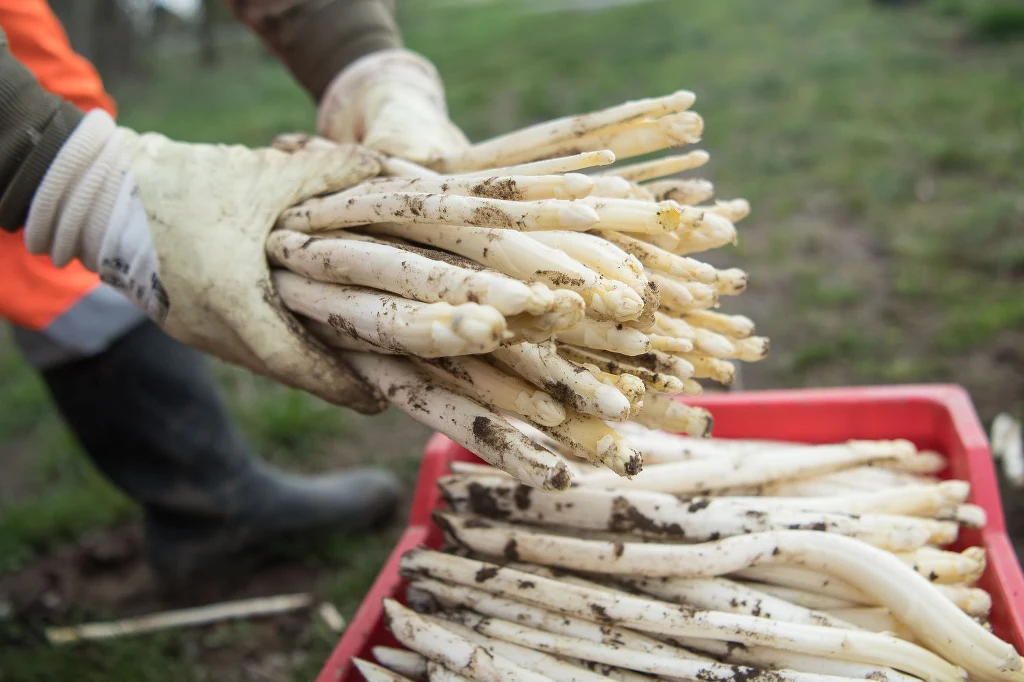 Z powodu koronawirusa brakuje Polaków zbierających niemiecki szparagi, część upraw może się zmarnować