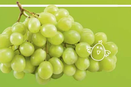 Winogrono