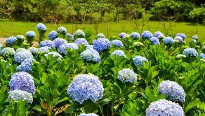 Możesz mieć kilka razy więcej hortensji i to zupełnie za darmo. Sprawdź, jak to zrobić