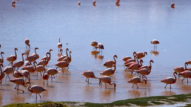 Charakterystycznym elementem krajobrazu są także flamingi.