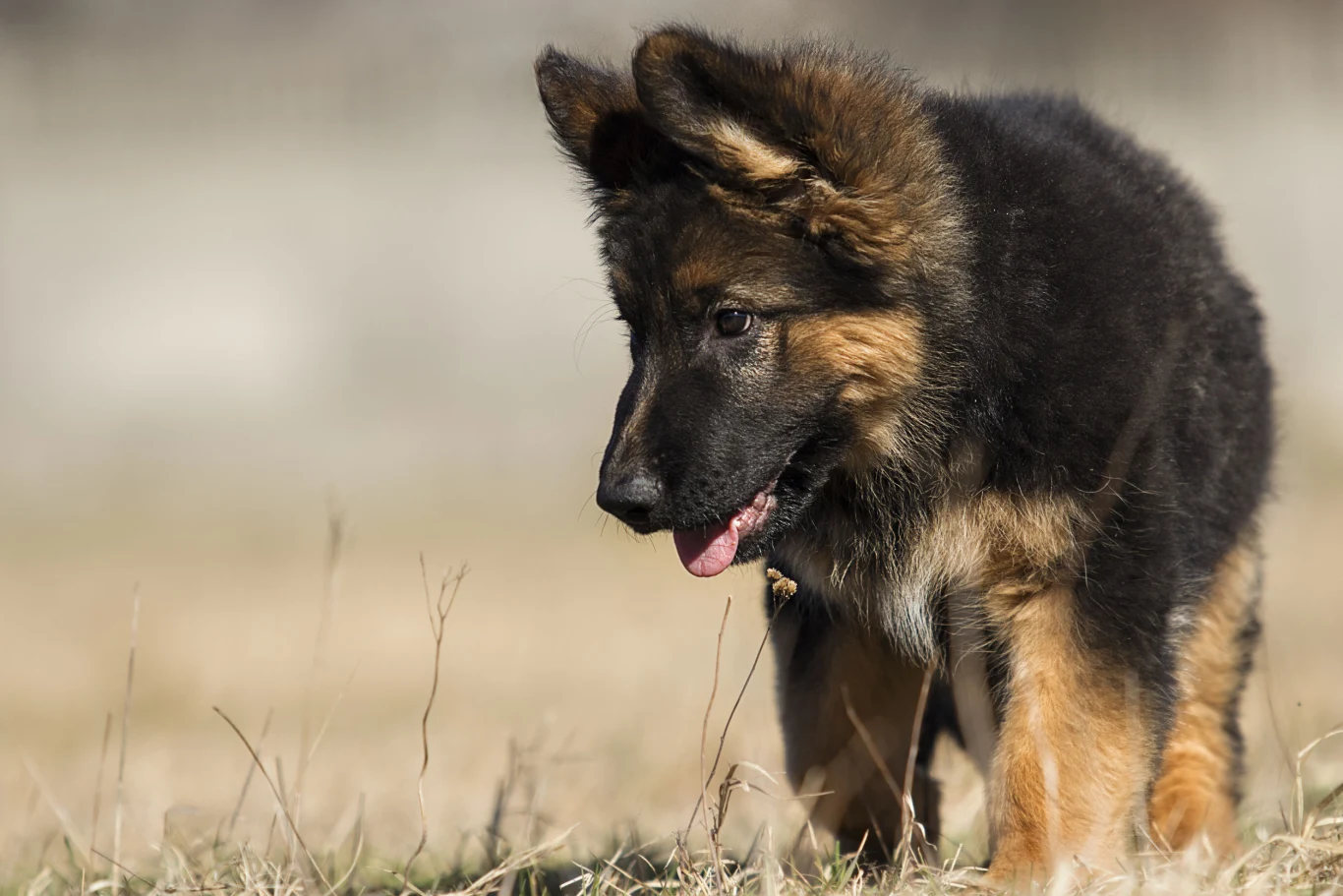 1. miejsce: Owczarek niemiecki (5474 szczeniąt: 3209 krótkowłosych i 2265 długowłosych) Od lat to najpopularniejsza rasa psów w Polsce i symbol psiej wierności. Statystycznie rzecz ujmując, każdego dnia w Polsce rodzi się 15 szczeniąt tej rasy! To naprawdę sporo. Mało który pies dorównuje owczarkowi niemieckiemu pod względem wszechstronności. Zwierzęta te wykorzystywane są w ratownictwie, policji oraz wojsku. Świetnie sprawdzają się w roli tropicieli i obrońców. Wymagają konsekwentnego właściciela, który odpowiednio je wychowa, a także zapewni im sporą dawkę ruchu oraz zajęć. Nie można zapominać, że to owczarek niemiecki to pracoholik, a do tego niezwykle inteligentny. Agresywne i nerwowe osobniki powinny być wykluczane z hodowli.