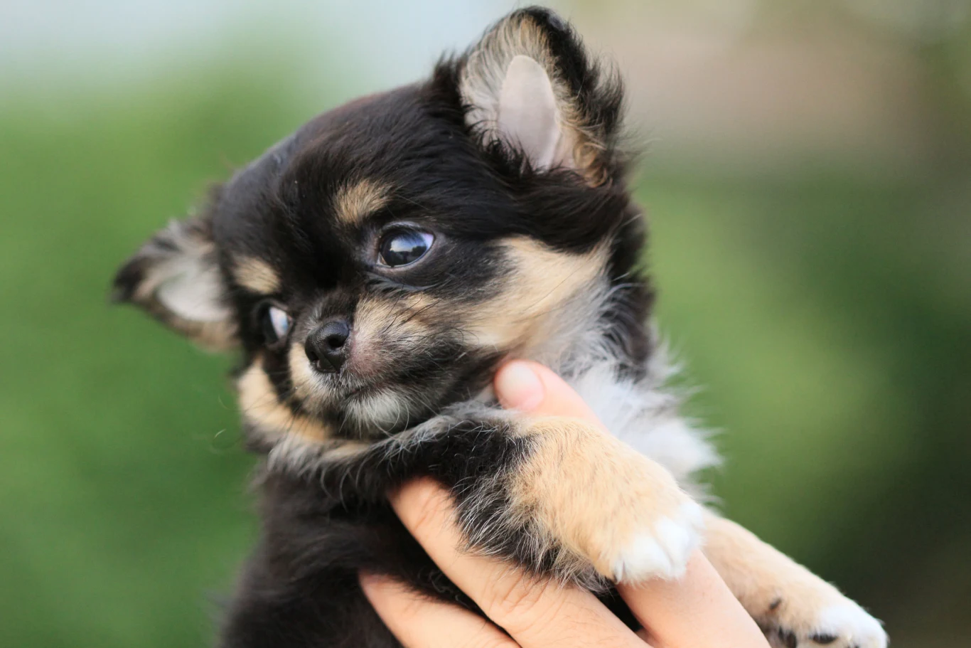 3. miejsce: Chihuahua (1817 szczeniąt: 1056 krótkowłosych oraz 761 długowłosych) Najmniejszy pies świata. Celebryci przyczynili się do postrzegania go jako dodatku do torebki, ale nic bardziej błędnego! To bystry i ciekawski pies, który chętnie się uczy. Niestety, właściciele zbyt rzadko decydują się na szkolenie. "W małym ciele wielki duch" – to opis, który doskonale do niego pasuje. Nie nadaje się na towarzysza zabaw małych dzieci, które przypadkiem mogą mu zrobić krzywdę. Niewielkie rozmiary sprawiają, że dobrze się czuje nawet w małym mieszkaniu. Trzeba pamiętać, że mikroskopijny pęcherz musi być opróżniany co kilka godzin – chihuahua nie wytrzyma bez spaceru tak długo jak pies dużej rasy.