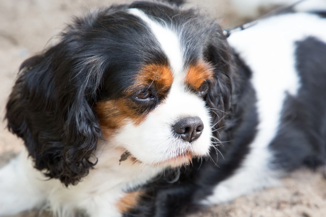 9. miejsce: Cavalier king charles spaniel (1158 szczeniąt) Wesoły, ale i wrażliwy pies, którego nie można wychowywać twardą ręką. Świetnie się sprawdza w roli psa rodzinnego i do towarzystwa: jest chętny do zabawy i łasy na pieszczoty. Cechuje go umiarkowany temperament i łagodny charakter – to pies pozbawiony agresji. Bez problemu dostosowuje się do trybu życia opiekuna. Cavaliery są pojętnymi uczniami, ale pod warunkiem, że postępuje się z nimi łagodnie, a ćwiczenia sprawiają im przyjemność.