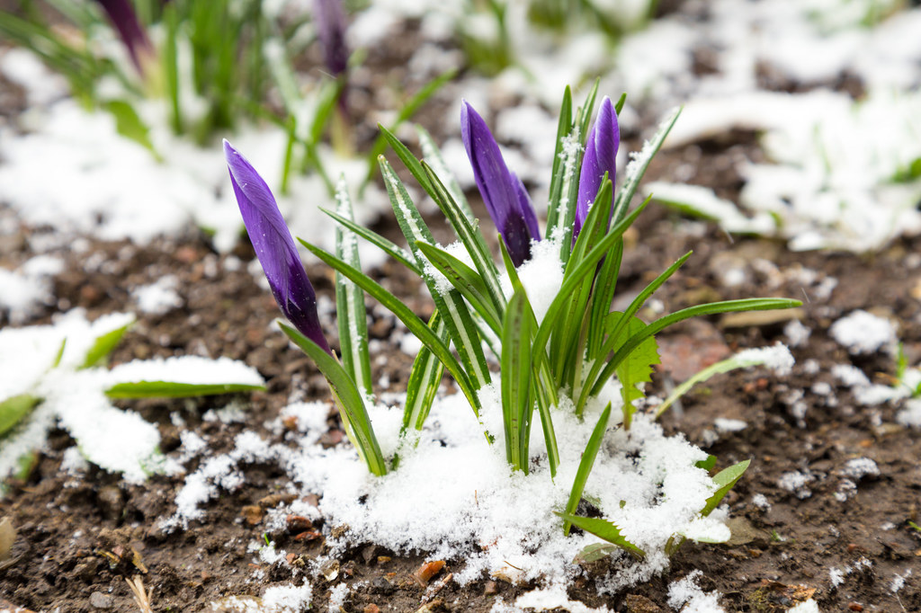 Przedwiośnie - niegdyś typowa dla naszego klimatu pora roku - zanika