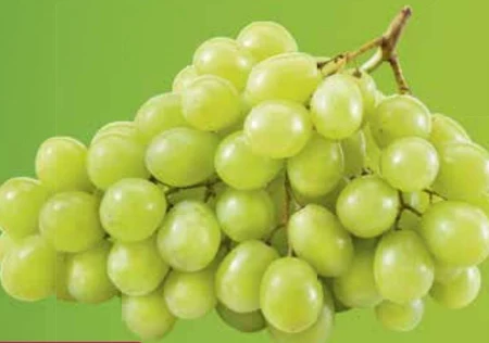 Winogrono