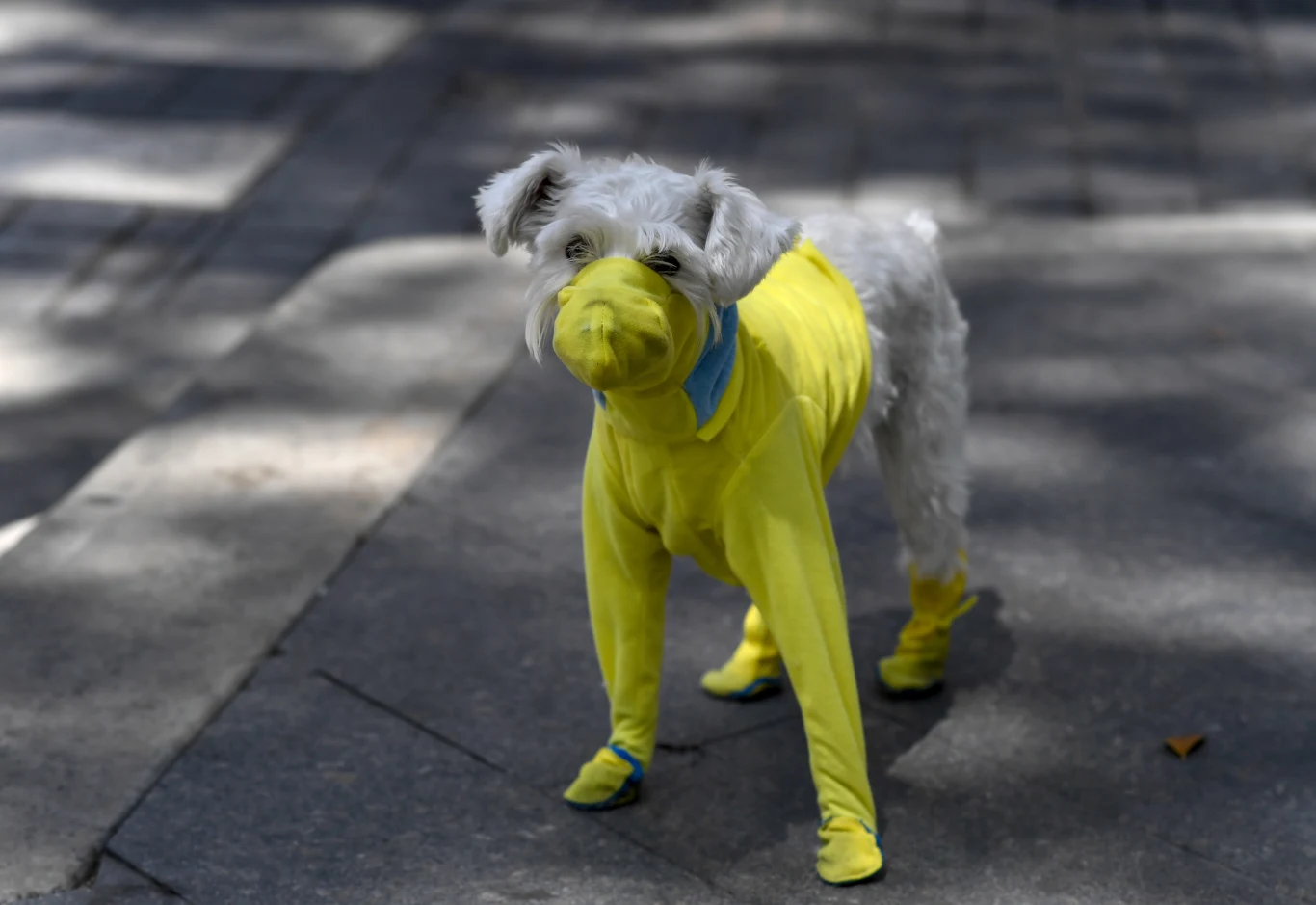 Niestety, szczegóły dotyczące masek nie zostały określone, lecz aby przyznano im specjalne oznaczenie N95, muszą one spełniać określone w przepisach normy.