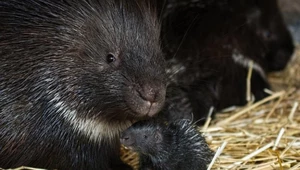 Podwójne bliźniaki przyszły na świat we wrocławskim ZOO