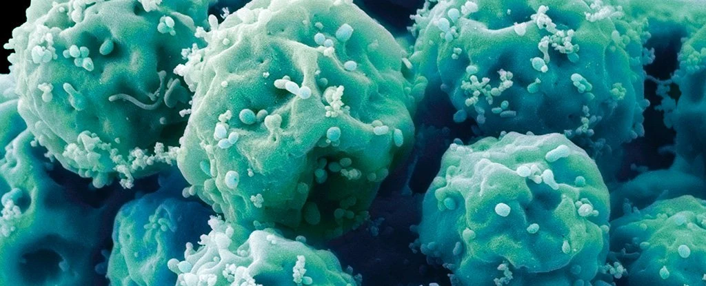 Embrionalne komórki macierzyste Embrionalne komórki macierzyste