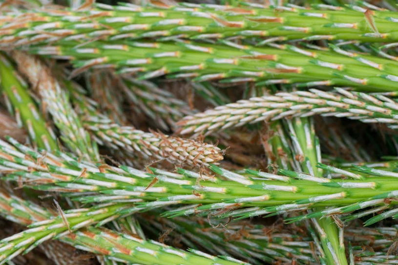 Pędy sosny przycinaj wyłącznie wtedy, jeśli nie wytworzyły jeszcze igieł