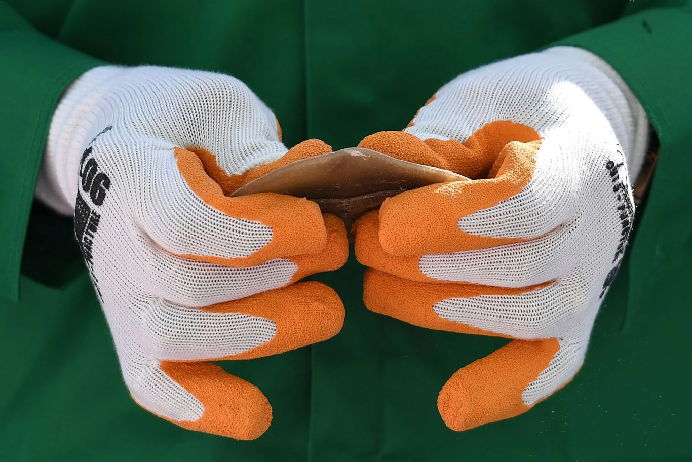 Zagrożony łuskowiec może być pośrednim ogniwem, które ułatwiło rozprzestrzenianie się koronawirusa w Chinach. Jak podali chińscy naukowcy z Uniwersytetu Rolniczego w Chinach Południowych, zidentyfikowali tego ssaka jako potencjalnego winowajcę. 