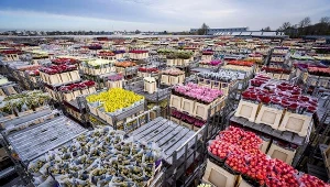 Dzień Kobiet. Ile trzeba zapłacić w tym roku za kwiaty?