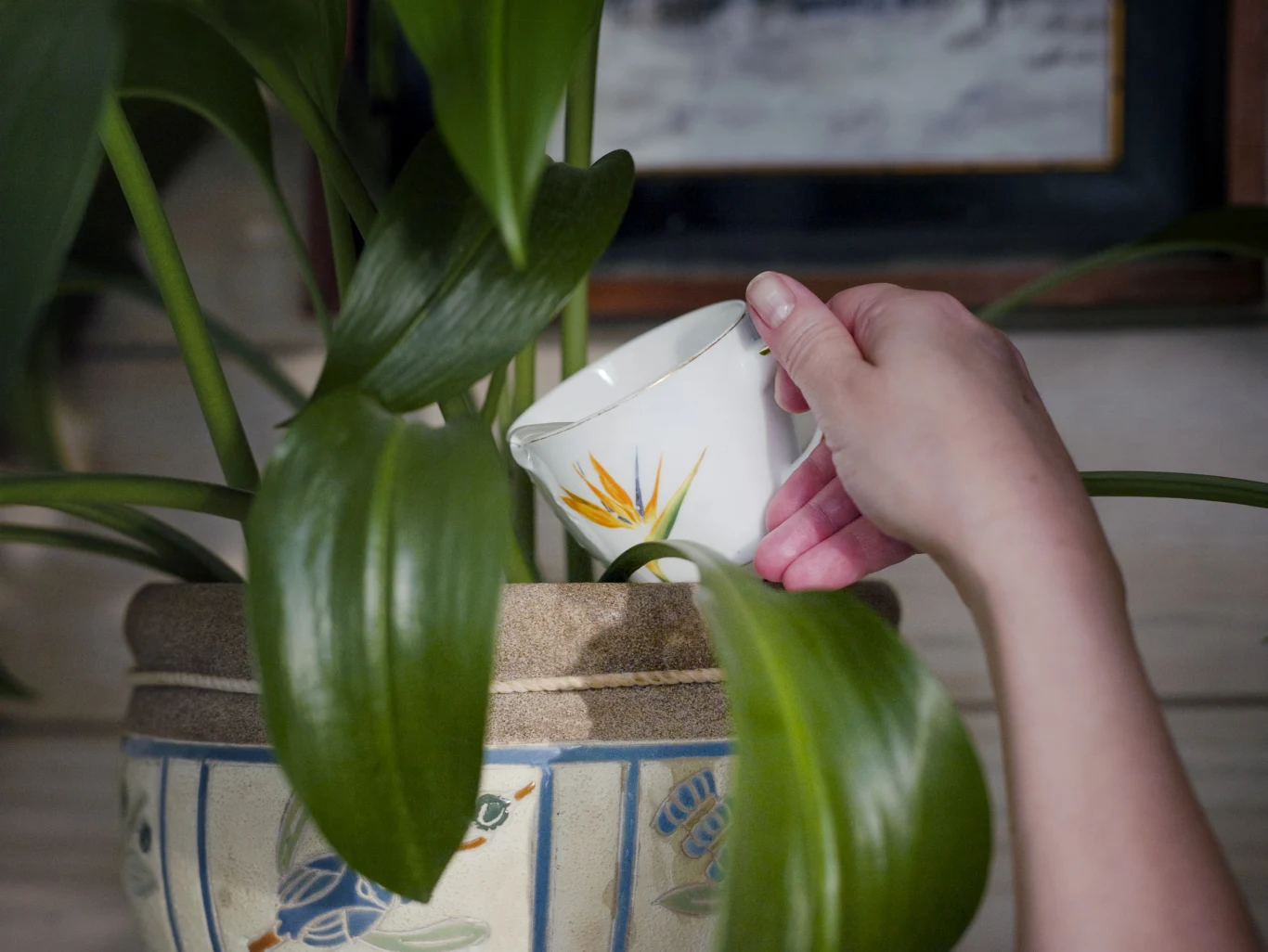 Jeśli chcesz, by twoje rośliny rosły jak szalone, zafunduj im nawóz z drożdży. Jak go przygotować? Pokruszone drożdże, w proporcjach 100 g na 10 litrów wody, wrzucamy do wiadra lub innego dużego naczynia, zalewamy ciepłą wodą i dokładnie mieszamy. Miksturę odstawiamy na około godzinę. Tak przygotowaną odżywką podlewamy rośliny dwa razy w miesiącu. Efekty będą widoczne po kilku tygodniach.