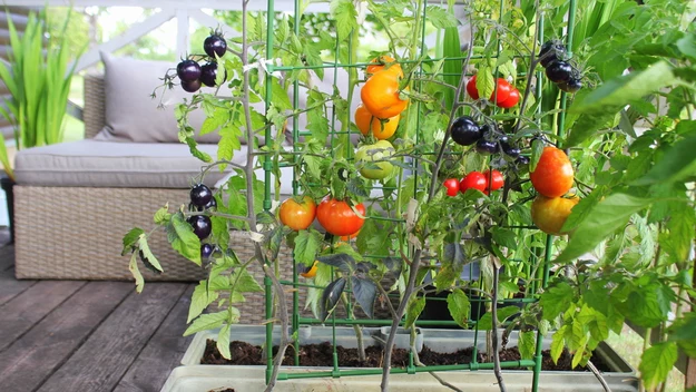 Pomidor

Król balkonowych warzywniaków. W doniczce najlepiej poradzi sobie jego koktajlowa odmiana. Nasiona pomidora wysiewamy w marcu, a po wykiełkowaniu rozsadzamy do małych pojemników. Kiedy sadzonki nieco podrosną, w okolicy maja, można przesadzić je do właściwych, ustawionych na balkonie doniczek. Na zewnątrz należy wynosić je stopniowo: zostawiając każdego dnia na kilka godzin dłużej. Można też zdecydować się na prostsze rozwiązanie i kupić w sklepie gotowe sadzonki. 
Pierwsze dojrzałe pomidory można zbierać już w lipcu. Warto dodać je do sałatek, ponieważ te czerwone warzywa są bogactwem antyoksydantów, a zawarte w nich potas, likopen i pektyny, poprawiają odporność, działają moczopędnie oraz wspomagają trawienie. 

