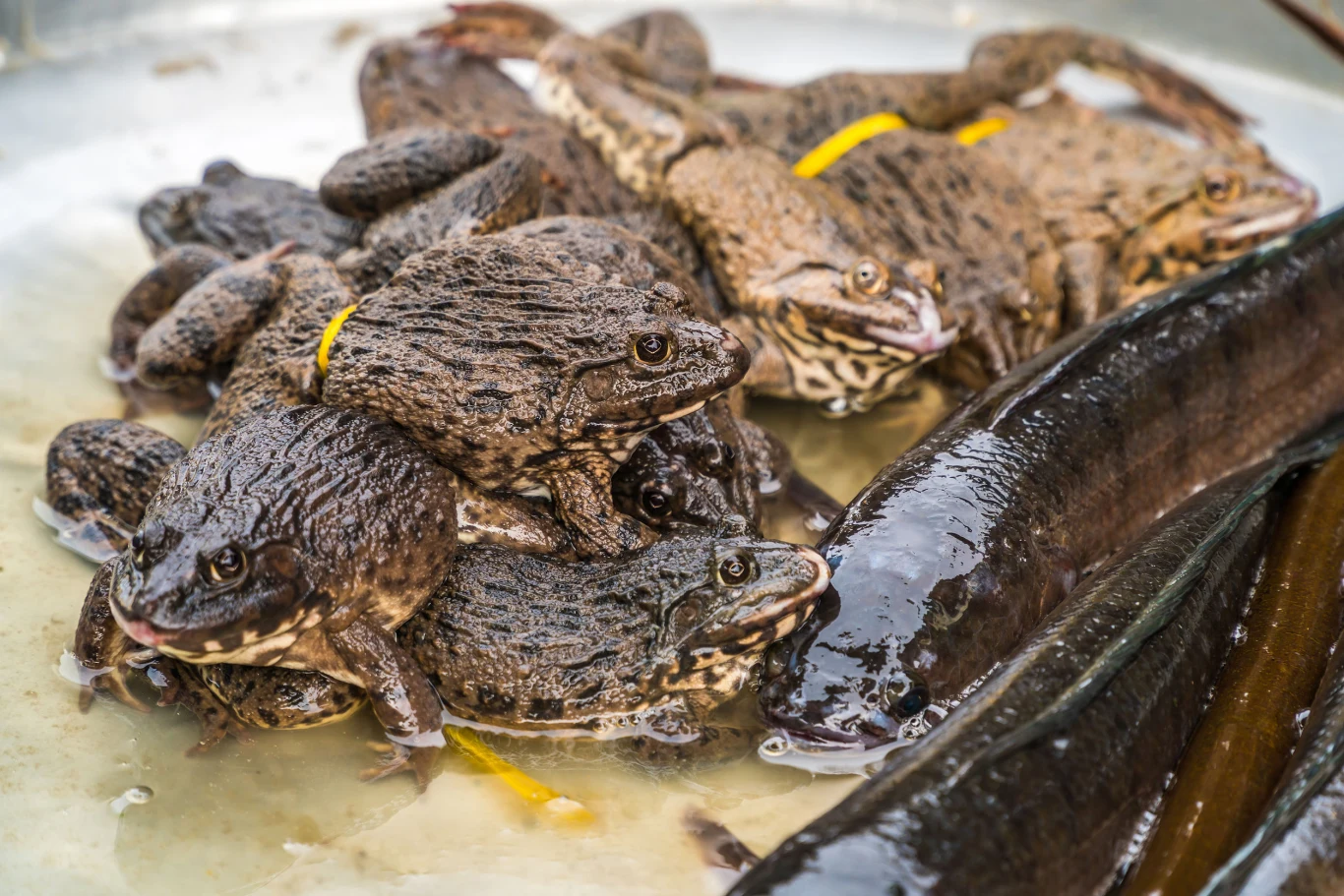 Zdrowe żaby, prosto z nieba
