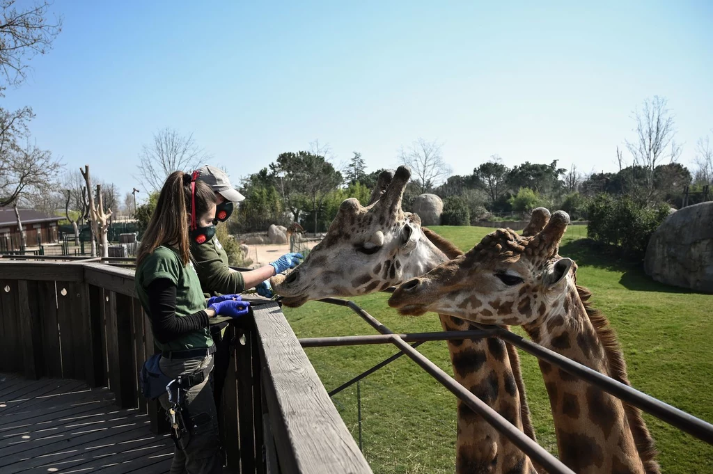 Pandemia koronawirusa. Opiekunowie zajmują się żyrafami w zoo w Cumiana w pobliżu Turynu.