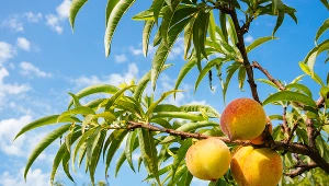 ​Hiszpania: Zbiór owoców pod znakiem zapytania