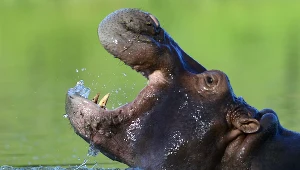 Żyjący dziko w Kolumbii hipopotam wywodzący się od zwierząt sprowadzonych przez Pablo Escobara. 