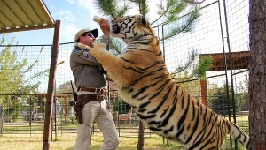 Amerykanie oszaleli na punkcie "Króla tygrysów"