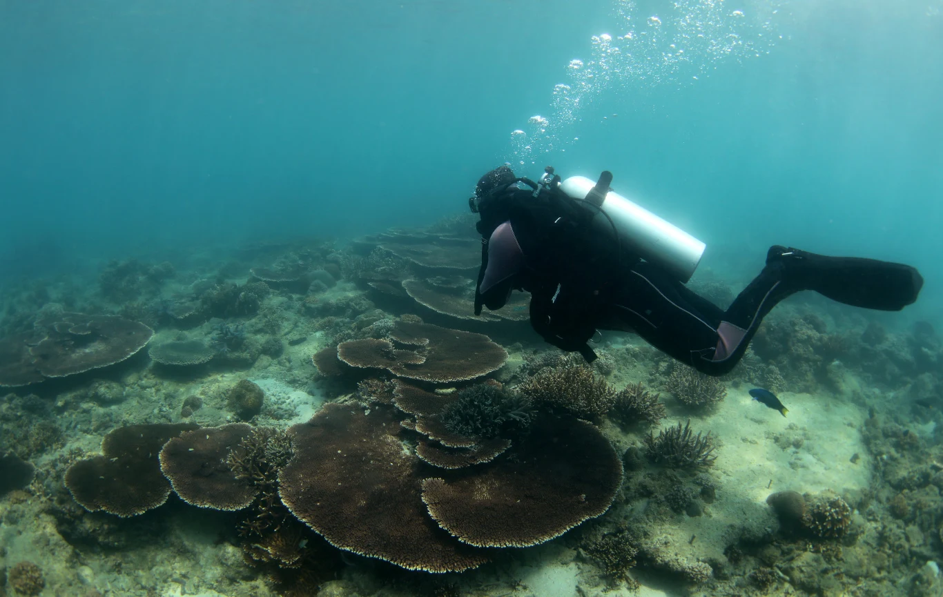 W chwili kiedy czytacie te słowa, w głębinach przy Wuzhizhou znów roi się od... ludzi. Wyposażeni w aparaty do oddychania i butle tlenowe śmiałkowie znów realizują codzienne patrole, których celem jest naprawa szkód powstałych w wyniku zaprzestania regularnych oględzin.