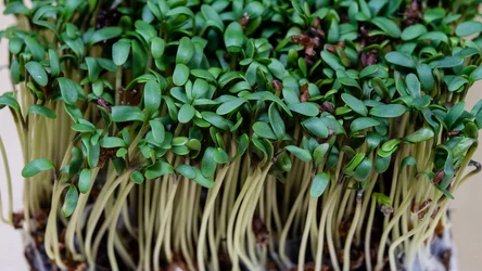 Nie zwlekaj z sadzeniem rzeżuchy, jeśli chcesz, by bujnie wyrosła na Wielkanoc