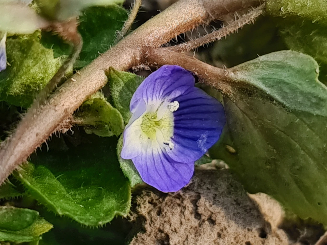 Zdjęcie wykonane Samsungiem Galaxy S20 Ultra Zdjęcie wykonane Samsungiem Galaxy S20 Ultra