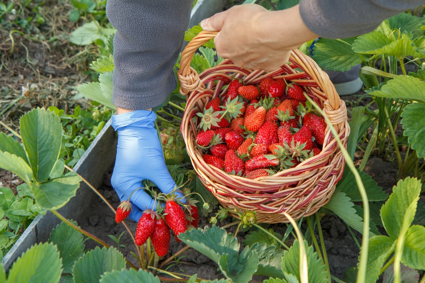 Ceny truskawek. Ile zapłacimy za nie w 2025 roku? Ceny truskawek. Ile zapłacimy za nie w 2025 roku?