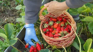 Sezon na truskawki dobiega końca. Początek był ciężki, ale potem "zaczęło się szaleństwo"