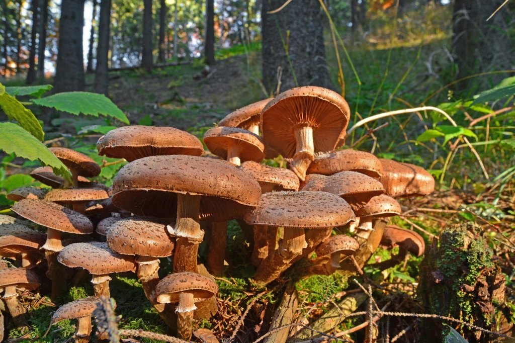 Niepozorna opieńka - Armillaria solidipes - to największy istniejący organizm świata! 