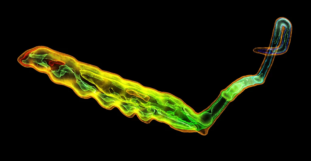 Ophiocordyceps sinensis wyrastający z zainfekowanej gąsienicy motyla