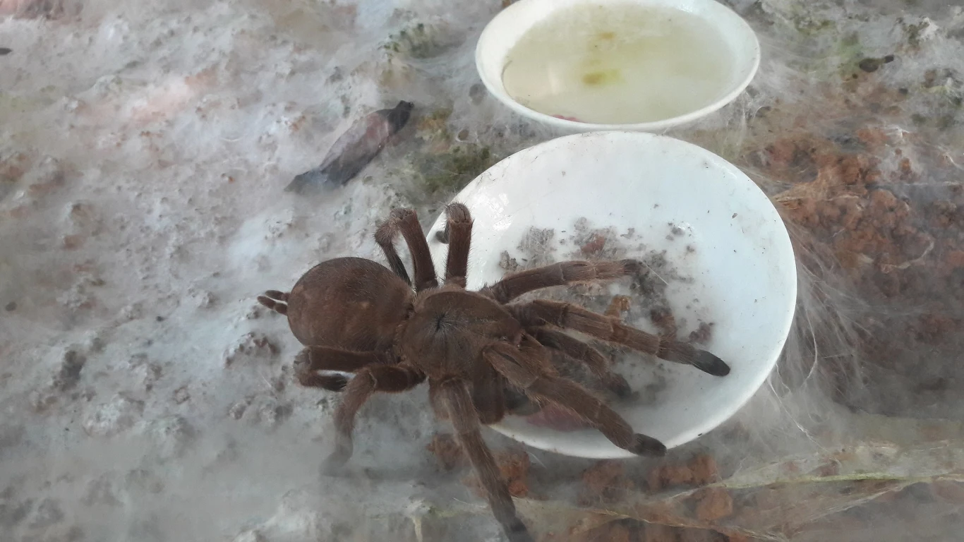 Cyriopagopus schmidti Cyriopagopus schmidti