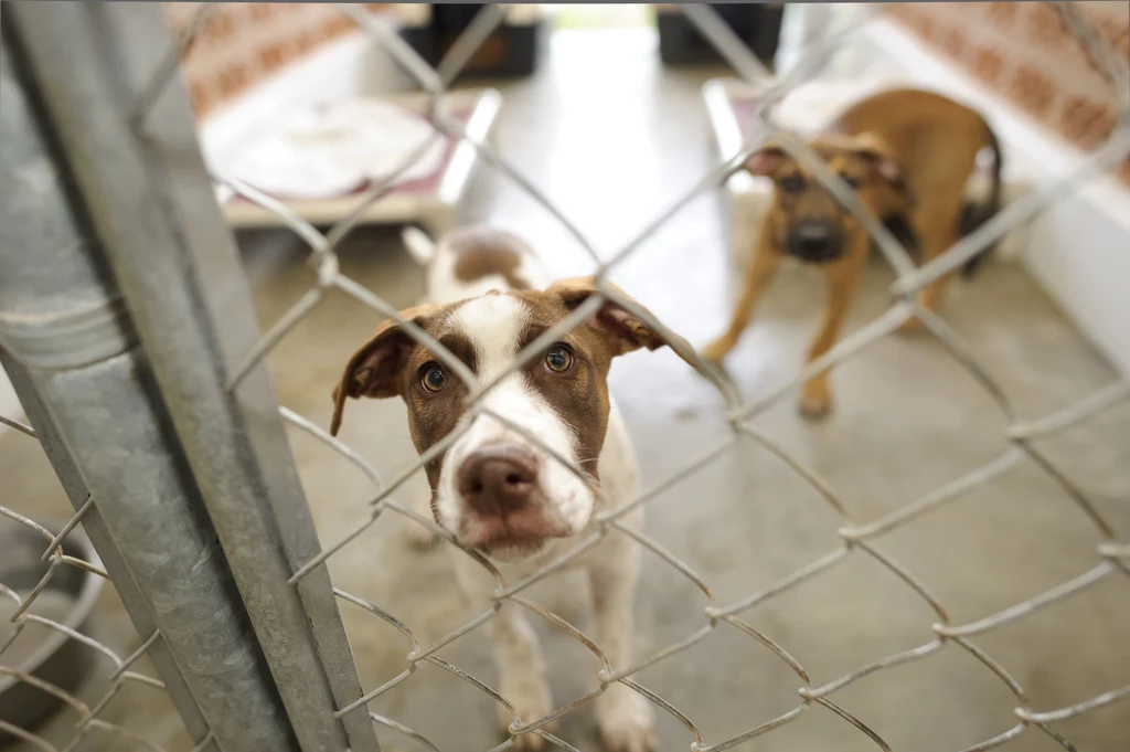 ​Schroniska dla zwierząt są zamknięte, ale w niektórych można dokonać adopcji