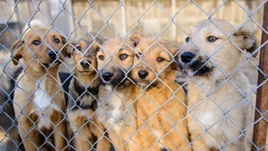 ​Schroniska dla zwierząt są zamknięte, ale w niektórych można dokonać adopcji