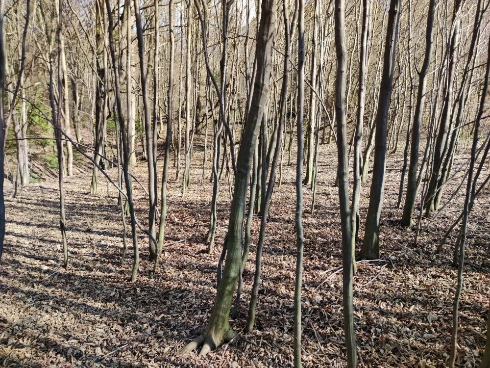 Zdjęcie wykonane Xiaomi Mi 10