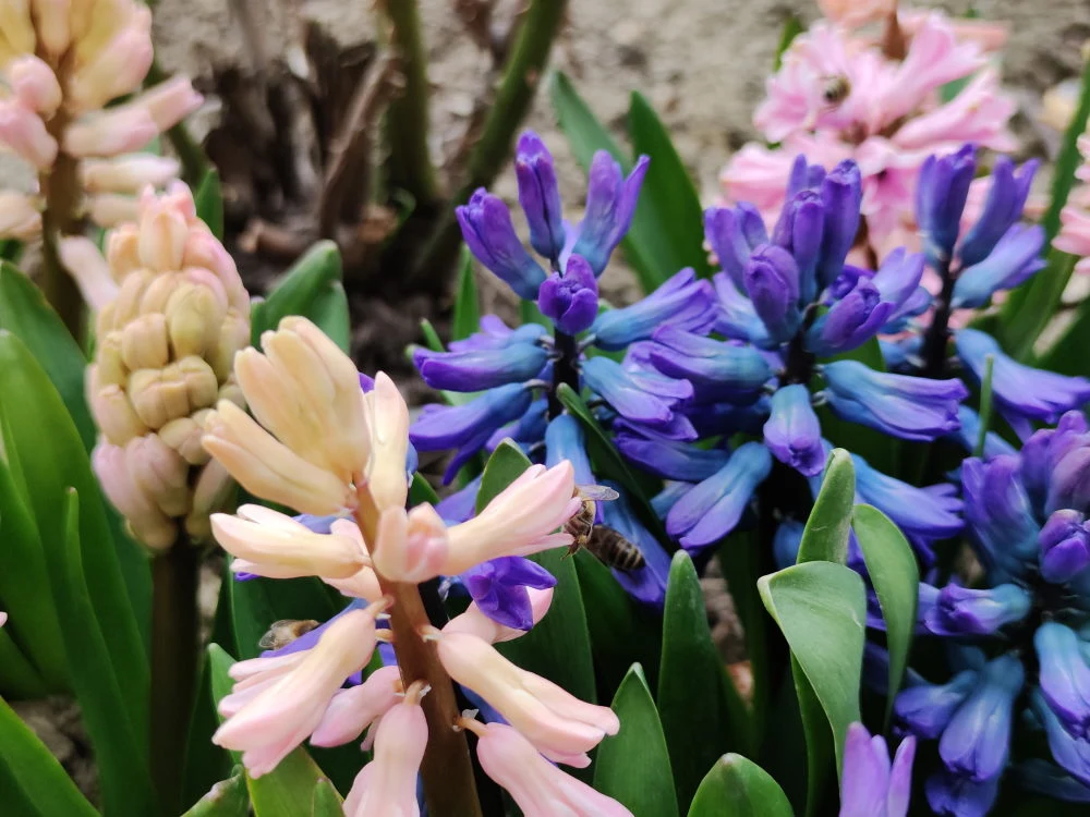 Zdjęcie wykonane Xiaomi Mi 10