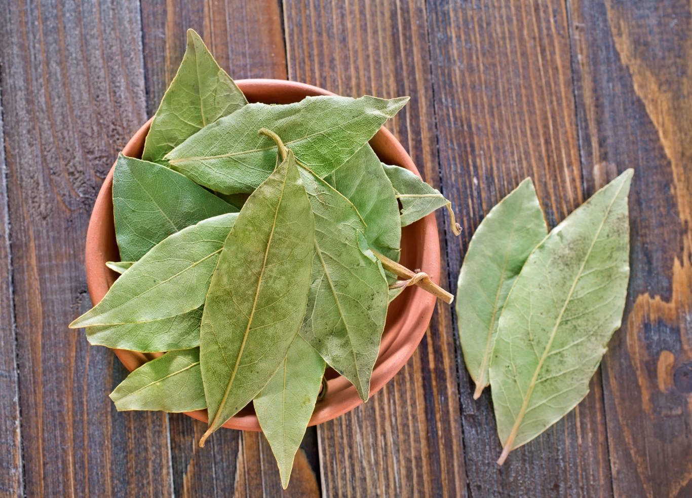 Liść laurowy może przyciągać pieniądze oraz powodzenie