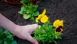 Chcesz, by bratki pięknie rozkwitły? Sięgnij po ten produkt z kuchni