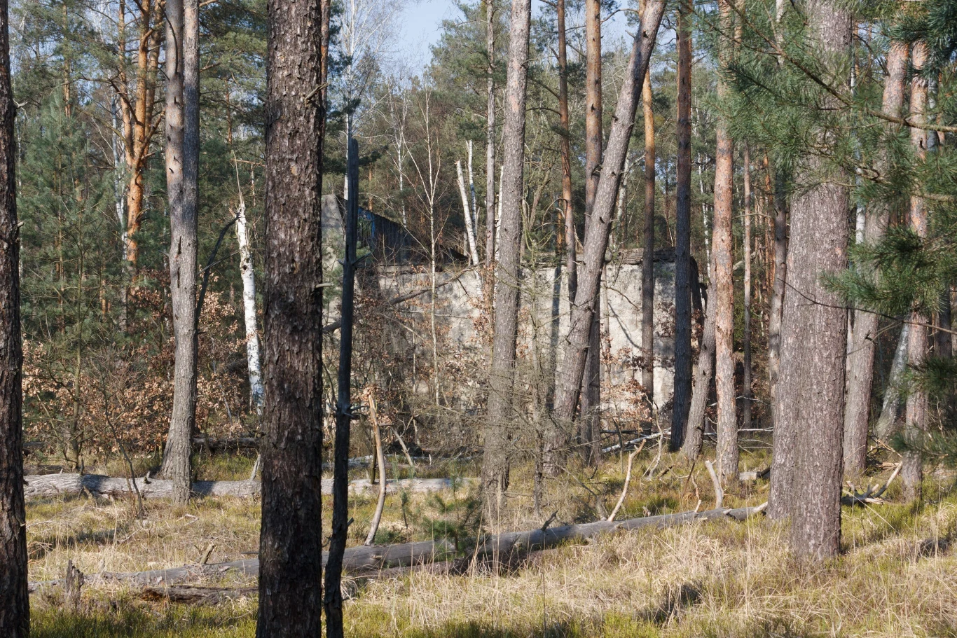 Przewidywania naukowców nie pozostawiają wątpliwości. Ocieplenie klimatu stanowi ogromne zagrożenie dla lasów. Przewidywania naukowców nie pozostawiają wątpliwości. Ocieplenie klimatu stanowi ogromne zagrożenie dla lasów.