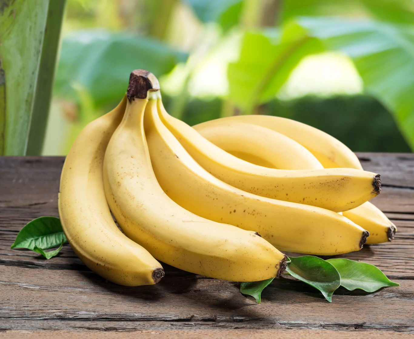 Banan to kolejny owoc ułatwiający zasypianie. Głównie ze względu na wysoką zawartość tryptofanu, który jest niezbędny do produkcji serotoniny i melatoniny. Znajdziemy w nim również magnez – pierwiastek wpływający na prawidłowe funkcjonowanie układu nerwowego. Wykazuje on działanie uspokajające i rozluźniające. Banan to kolejny owoc ułatwiający zasypianie. Głównie ze względu na wysoką zawartość tryptofanu, który jest niezbędny do produkcji serotoniny i melatoniny. Znajdziemy w nim również magnez – pierwiastek wpływający na prawidłowe funkcjonowanie układu nerwowego. Wykazuje on działanie uspokajające i rozluźniające.