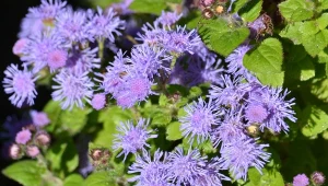 Wysiej go w styczniu, a wiosną obsypie ogród dywanem niebieskich kwiatów