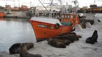 W argentyńskim porcie Mar del Plata fotoreporterzy zaobserwowali lwy morskie.

Te drapieżne ssaki grupowo wyszły na ląd, aby odkrywać nieznane im dotąd zakamarki miasta. 