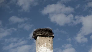 "Obok gniazdo. W tym roku pozostanie bez lęgu" - napisało PTOP pod zdjęciem martwego bociana; Zdj. ilustracyjne