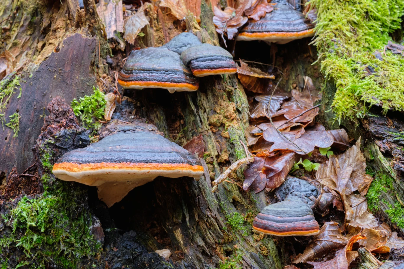 W czasie samoizolacji i społecznego dystansu cieszy każdy skrawek zieleni. Warto jednak pamiętać, że Polska słynie z niezwykłych lasów, pełnych starych drzew, ujmujących uroczysk i będących pod ochroną zwierząt. W naszej galerii znajdziecie najpiękniejsze rodzime lasy. Odwiedzajmy je, jednocześnie dbając o ich ochronę i dziedzictwo!
