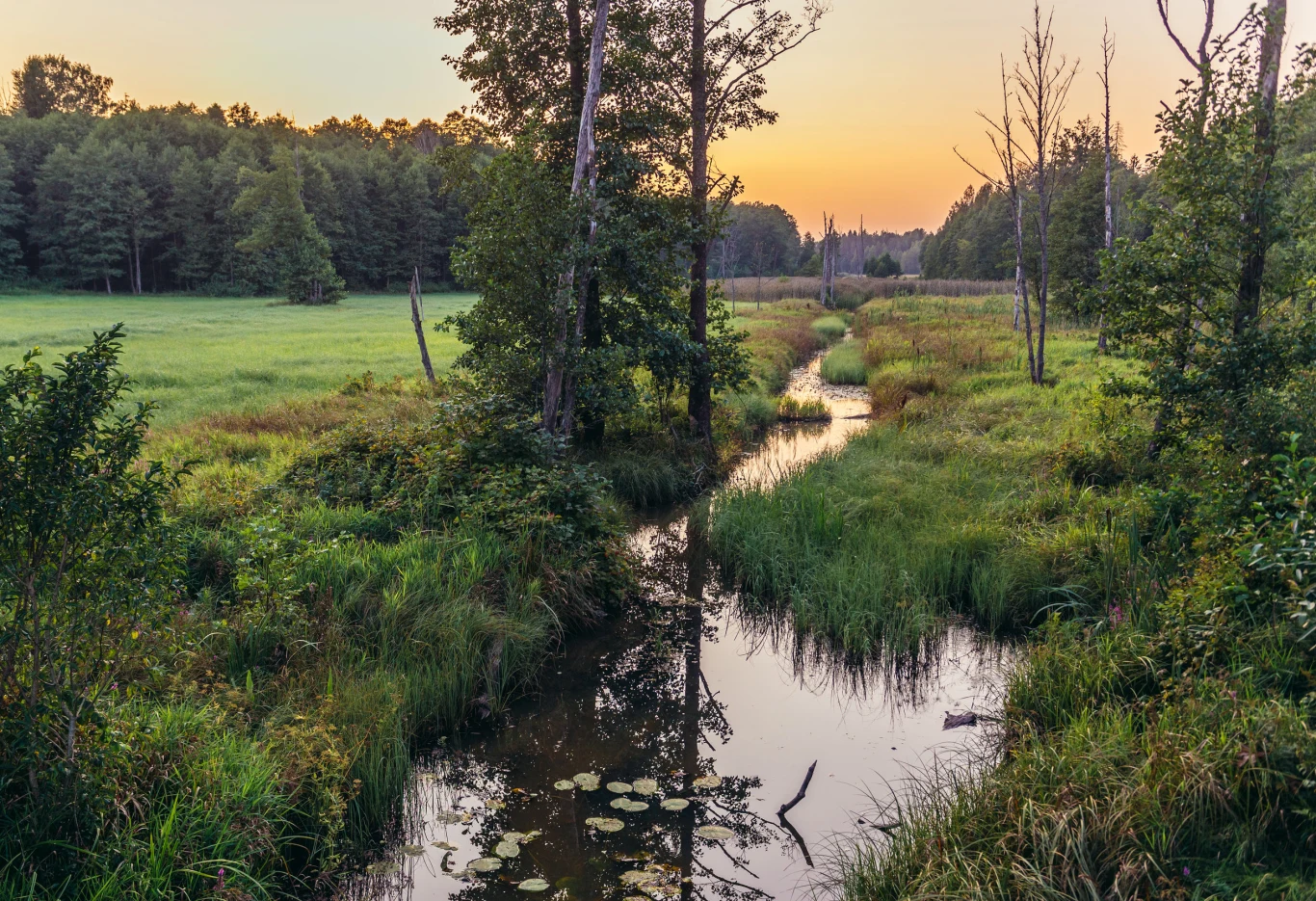 Puszcza Białowieska Królowa polskich lasów! Niestety, tylko 17 proc. jej terenów jest chronione w formie Parku Narodowego. To ostatni naturalny las na Niżu Europejskim. Powstał bez udziału człowieka i jest jedynym w Polsce obiektem przyrodniczym wpisanym na listę światowego dziedzictwa UNESCO. Na niepowtarzalny krajobraz, leżącej w dorzeczu Narwi i Bugu, puszczy składają się m.in. ponad stuletnie drzewa, mchy, porosty i liczne grzyby. 