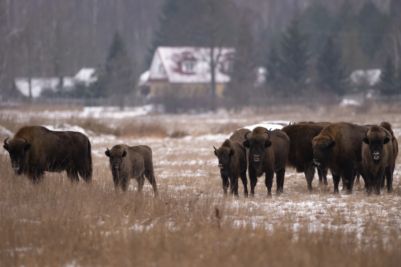 Tereny te zamieszkują duże drapieżniki: będące pod ochroną wilki i rysie. Jej symbolem są zaś żubry, które tworzą największą dziko żyjącą populację na świecie.