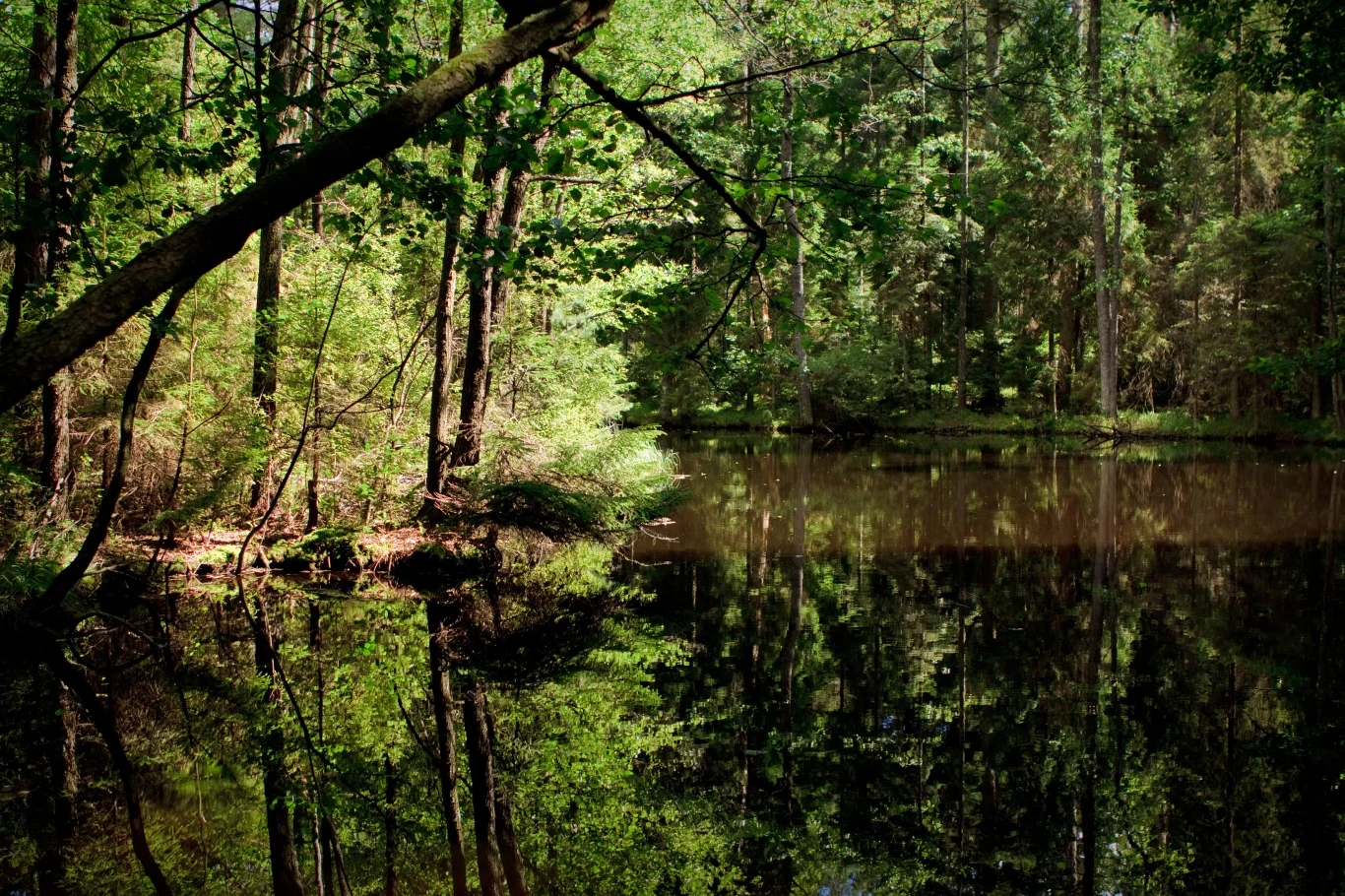 Roztoczański Park Narodowy 95 proc. obszaru, położonego na 8483 ha, Roztoczańskiego Parku Narodowego, zajmują lasy pełne jodeł, buków, cisów, świerków i lip. Dzięki wpływowi klimatu atlantyckiego rośnie tu również roślinność rzadko spotykana w innych miejscach, np. rosiczki. Symbolem parku jest konik polski hodowany na tych terenach od 1982 roku. Mieszkają tu również, ściśle monitorowane, wilki (stworzono im tu enklawę do spokojnego rozrodu) oraz rysie, a także co najmniej 130 regularnie gniazdujących gatunków ptaków.